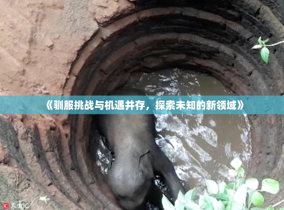《驯服挑战与机遇并存，探索未知的新领域》