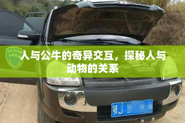 人与公牛的奇异交互，探秘人与动物的关系