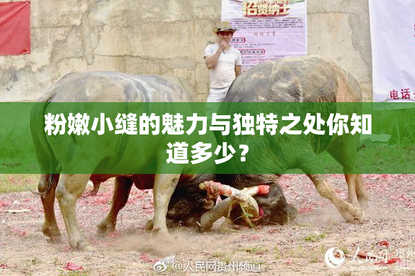 粉嫩小缝的魅力与独特之处你知道多少？