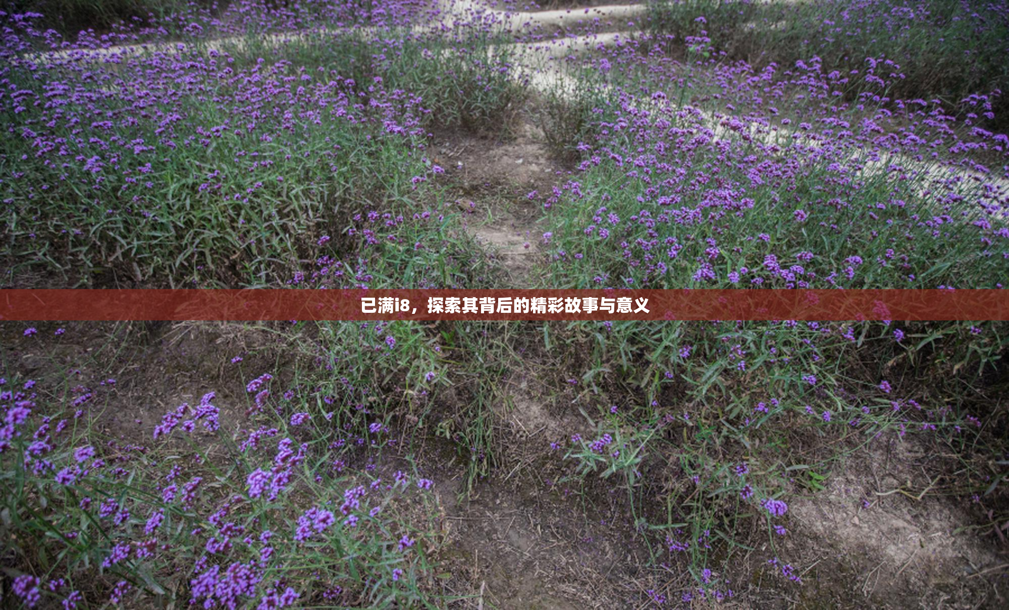 已满i8，探索其背后的精彩故事与意义