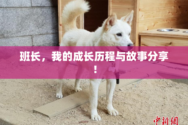 班长，我的成长历程与故事分享！