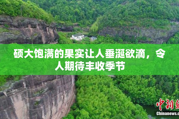 硕大饱满的果实让人垂涎欲滴，令人期待丰收季节