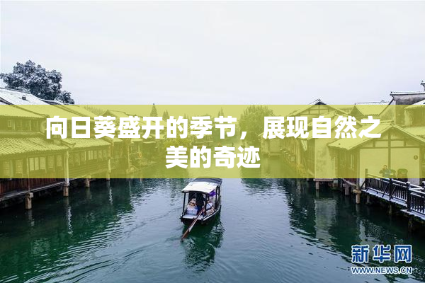 向日葵盛开的季节，展现自然之美的奇迹