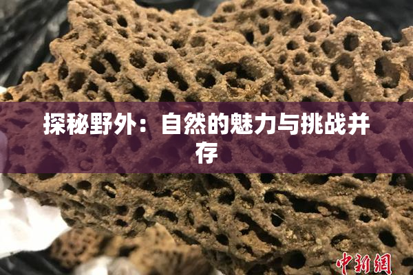 探秘野外：自然的魅力与挑战并存