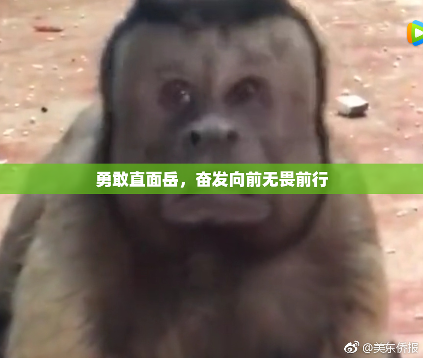 勇敢直面岳，奋发向前无畏前行