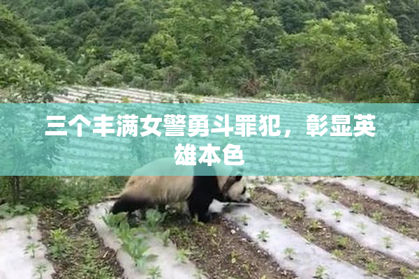 三个丰满女警勇斗罪犯，彰显英雄本色