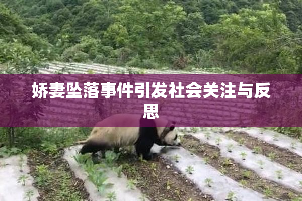 娇妻坠落事件引发社会关注与反思