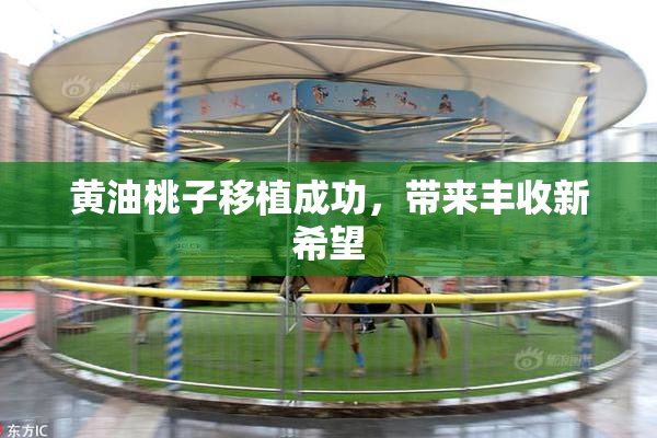黄油桃子移植成功，带来丰收新希望