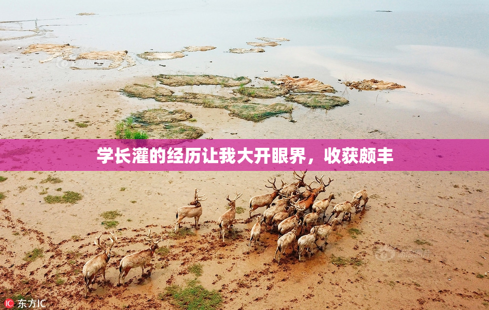 学长灌的经历让我大开眼界，收获颇丰