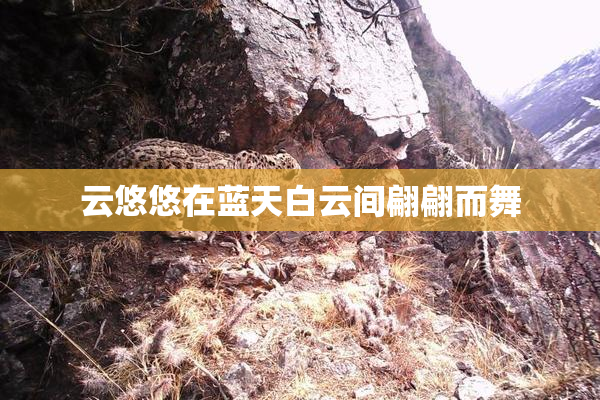 云悠悠在蓝天白云间翩翩而舞