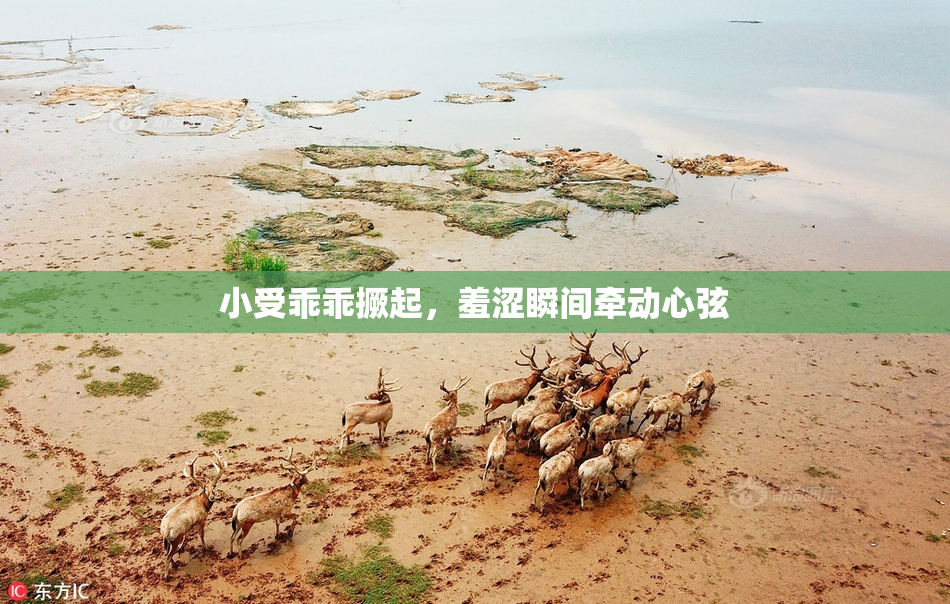 小受乖乖撅起，羞涩瞬间牵动心弦