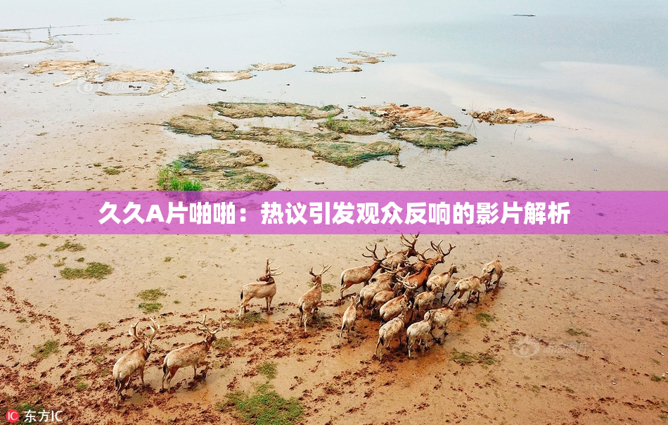 久久A片啪啪：热议引发观众反响的影片解析