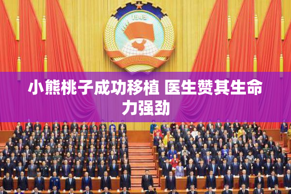 小熊桃子成功移植 医生赞其生命力强劲