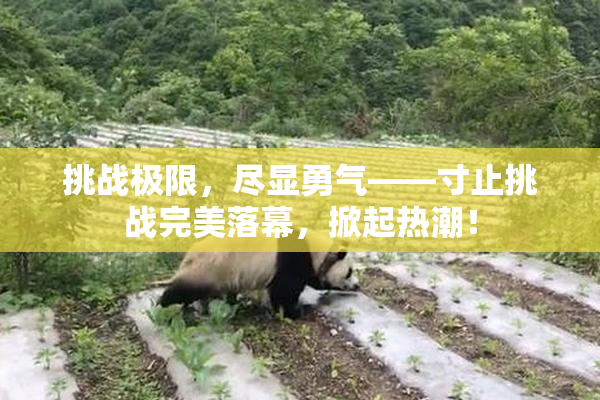 挑战极限，尽显勇气——寸止挑战完美落幕，掀起热潮！