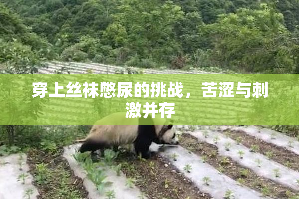 穿上丝袜憋尿的挑战，苦涩与刺激并存