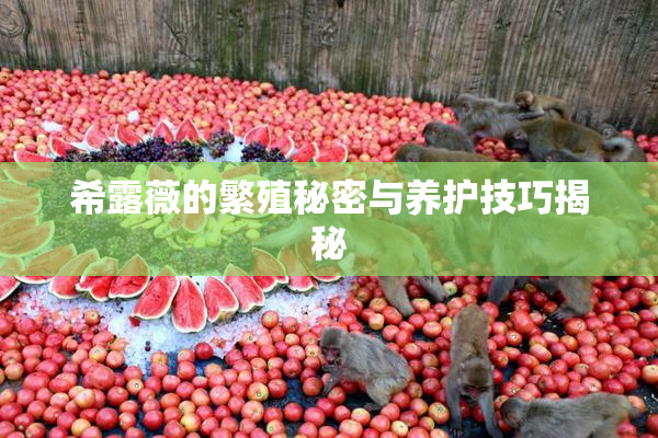 希露薇的繁殖秘密与养护技巧揭秘