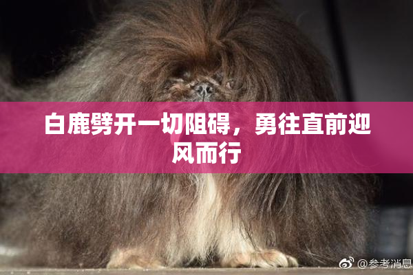 白鹿劈开一切阻碍，勇往直前迎风而行
