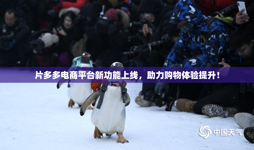 片多多电商平台新功能上线，助力购物体验提升！