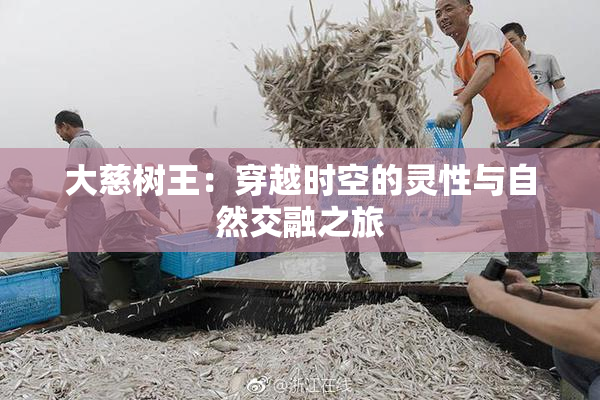 大慈树王：穿越时空的灵性与自然交融之旅