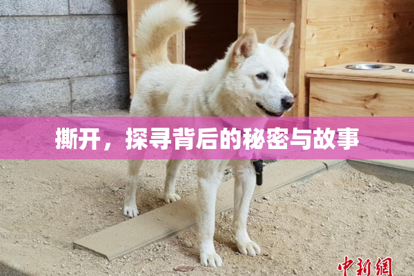 撕开，探寻背后的秘密与故事