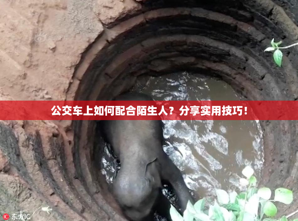 公交车上如何配合陌生人？分享实用技巧！