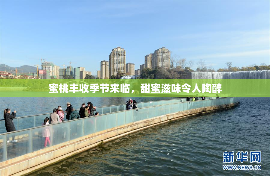蜜桃丰收季节来临，甜蜜滋味令人陶醉