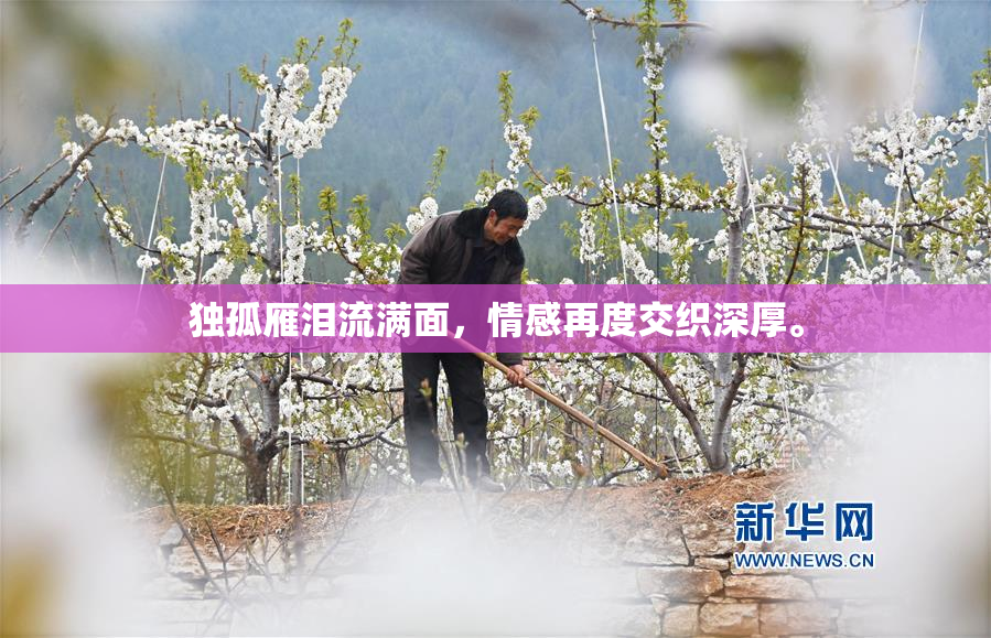 独孤雁泪流满面，情感再度交织深厚。