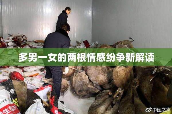 多男一女的两根情感纷争新解读