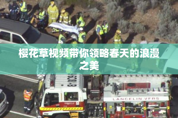 樱花草视频带你领略春天的浪漫之美