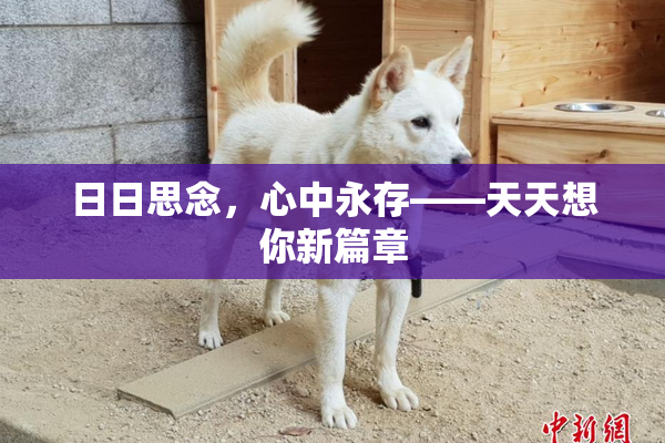 日日思念，心中永存——天天想你新篇章