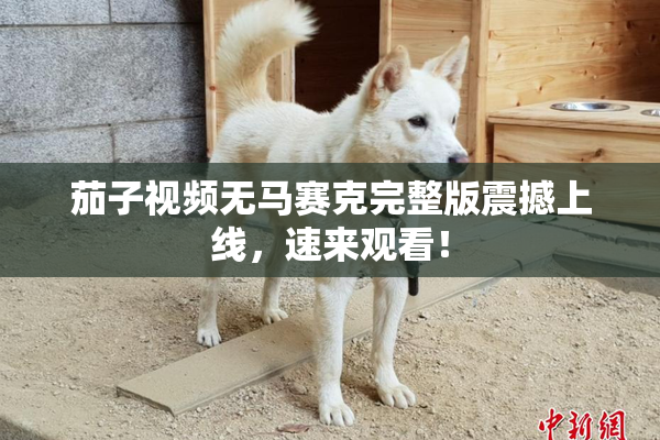 茄子视频无马赛克完整版震撼上线，速来观看！