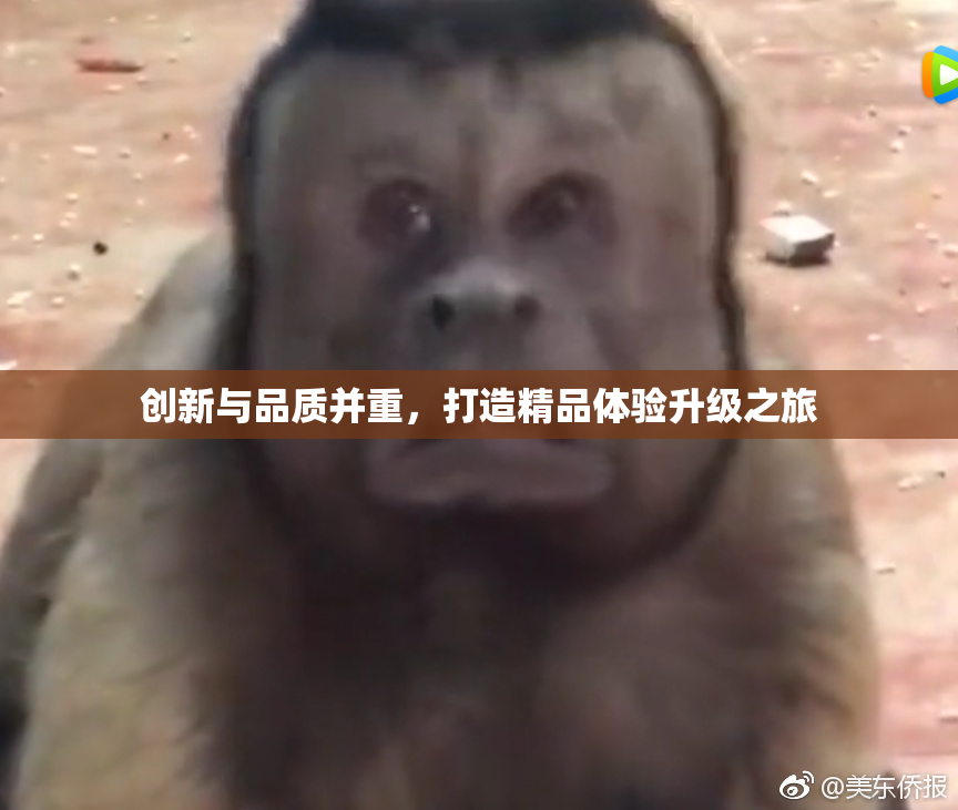 创新与品质并重，打造精品体验升级之旅