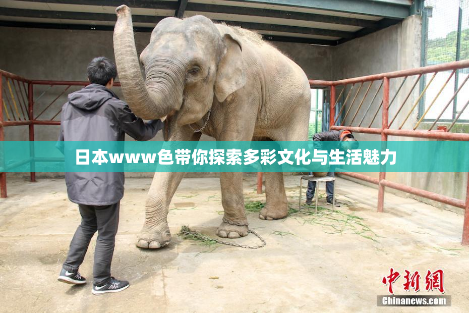 日本www色带你探索多彩文化与生活魅力