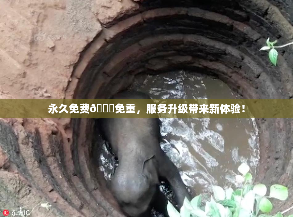 永久免费🔞免重，服务升级带来新体验！
