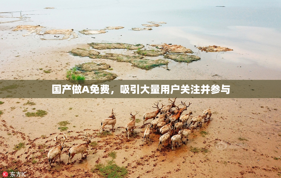 国产做A免费，吸引大量用户关注并参与