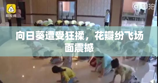 向日葵遭受狂揉，花瓣纷飞场面震撼