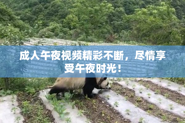 成人午夜视频精彩不断，尽情享受午夜时光！