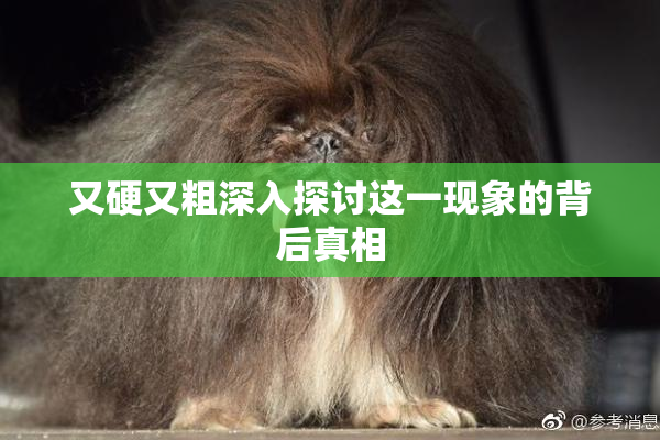 又硬又粗深入探讨这一现象的背后真相
