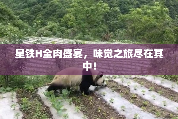 星铁H全肉盛宴，味觉之旅尽在其中！
