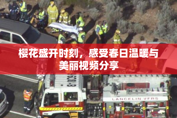 樱花盛开时刻，感受春日温暖与美丽视频分享