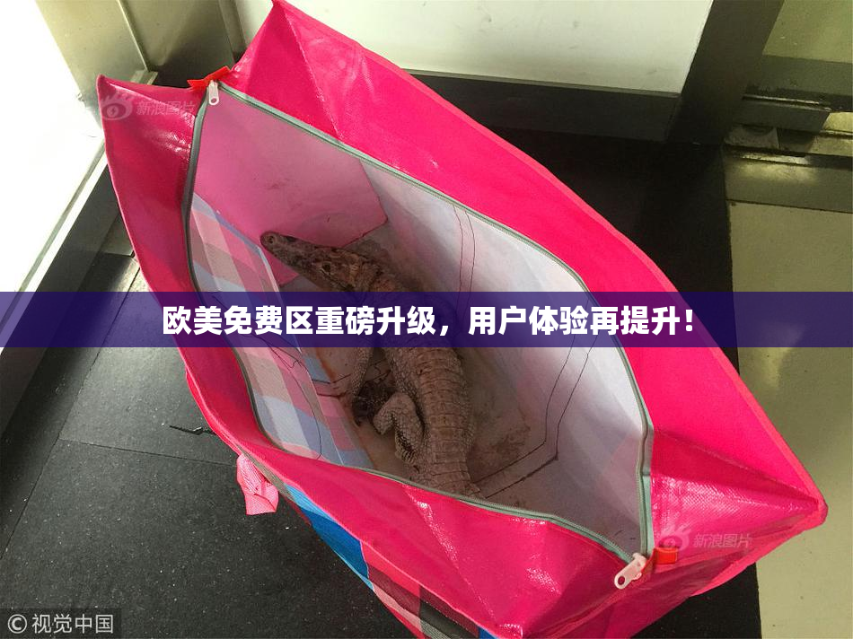 欧美免费区重磅升级，用户体验再提升！