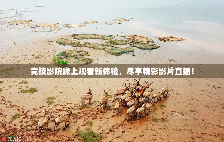 竞技影院线上观看新体验，尽享精彩影片直播！