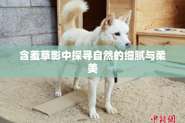 含羞草影中探寻自然的细腻与柔美
