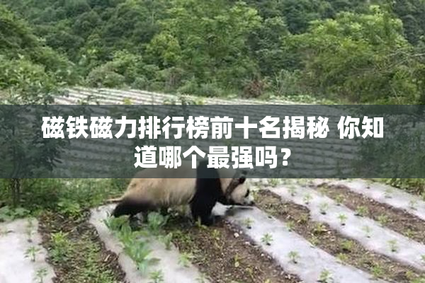 磁铁磁力排行榜前十名揭秘 你知道哪个最强吗？