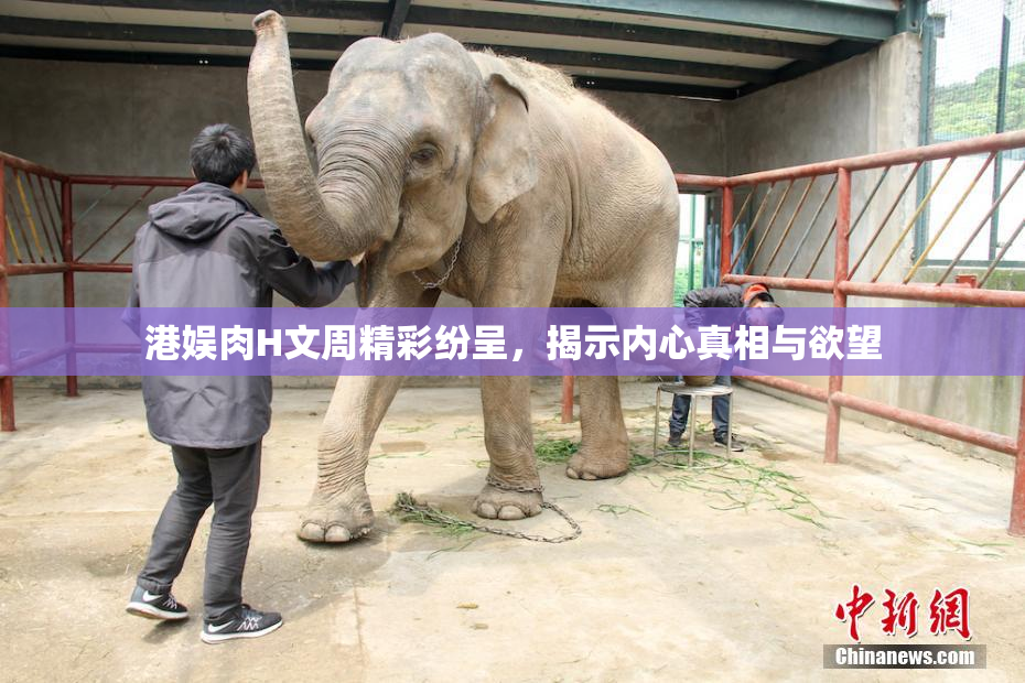 港娱肉H文周精彩纷呈，揭示内心真相与欲望