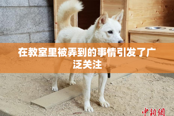 在教室里被弄到的事情引发了广泛关注