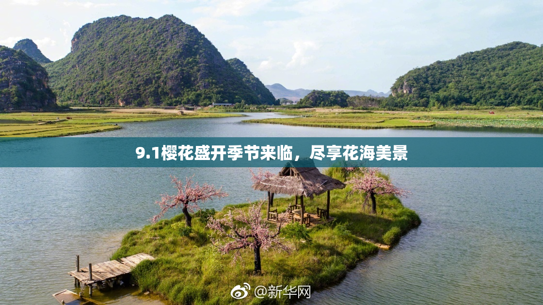 9.1樱花盛开季节来临，尽享花海美景