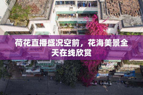 荷花直播盛况空前，花海美景全天在线欣赏