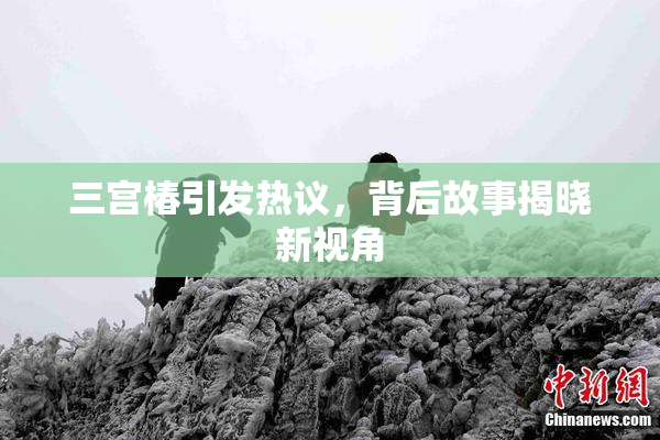 三宫椿引发热议，背后故事揭晓新视角
