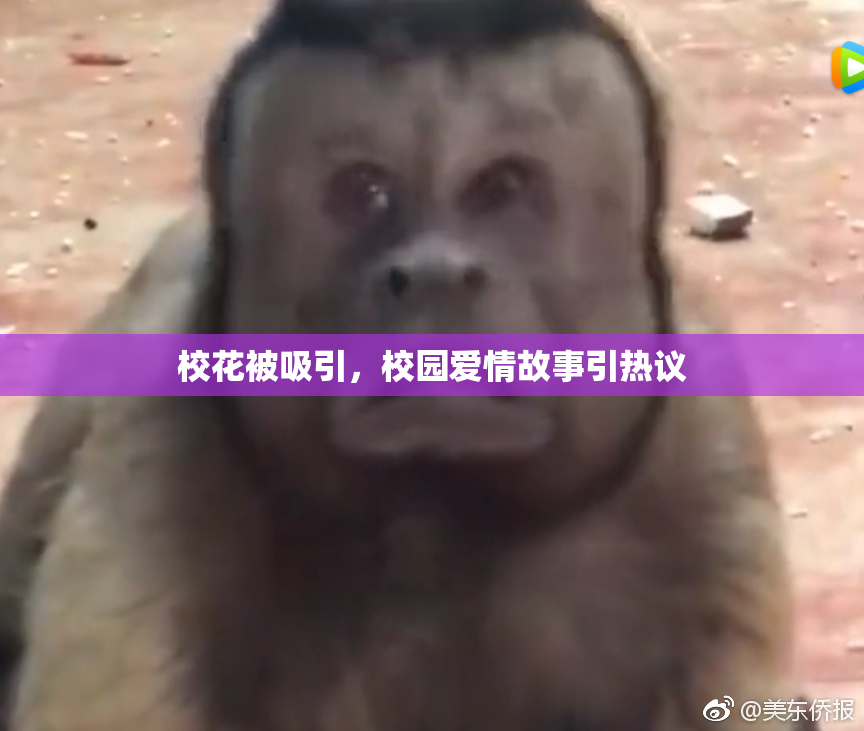 校花被吸引，校园爱情故事引热议